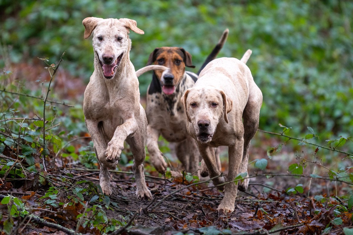lurcherwork's tweet image. #foxhound #hunting #hound #horse #followhounds