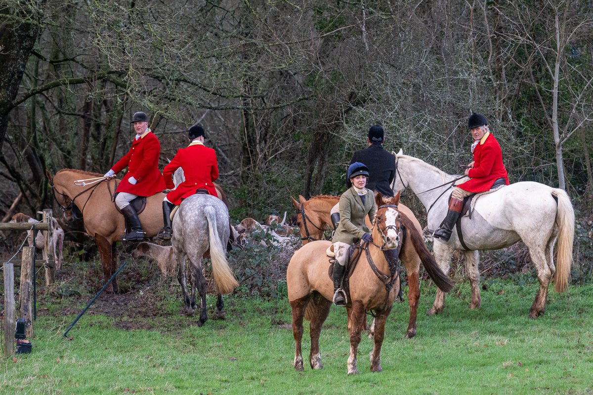 lurcherwork's tweet image. #foxhound #hunting #hound #horse #followhounds