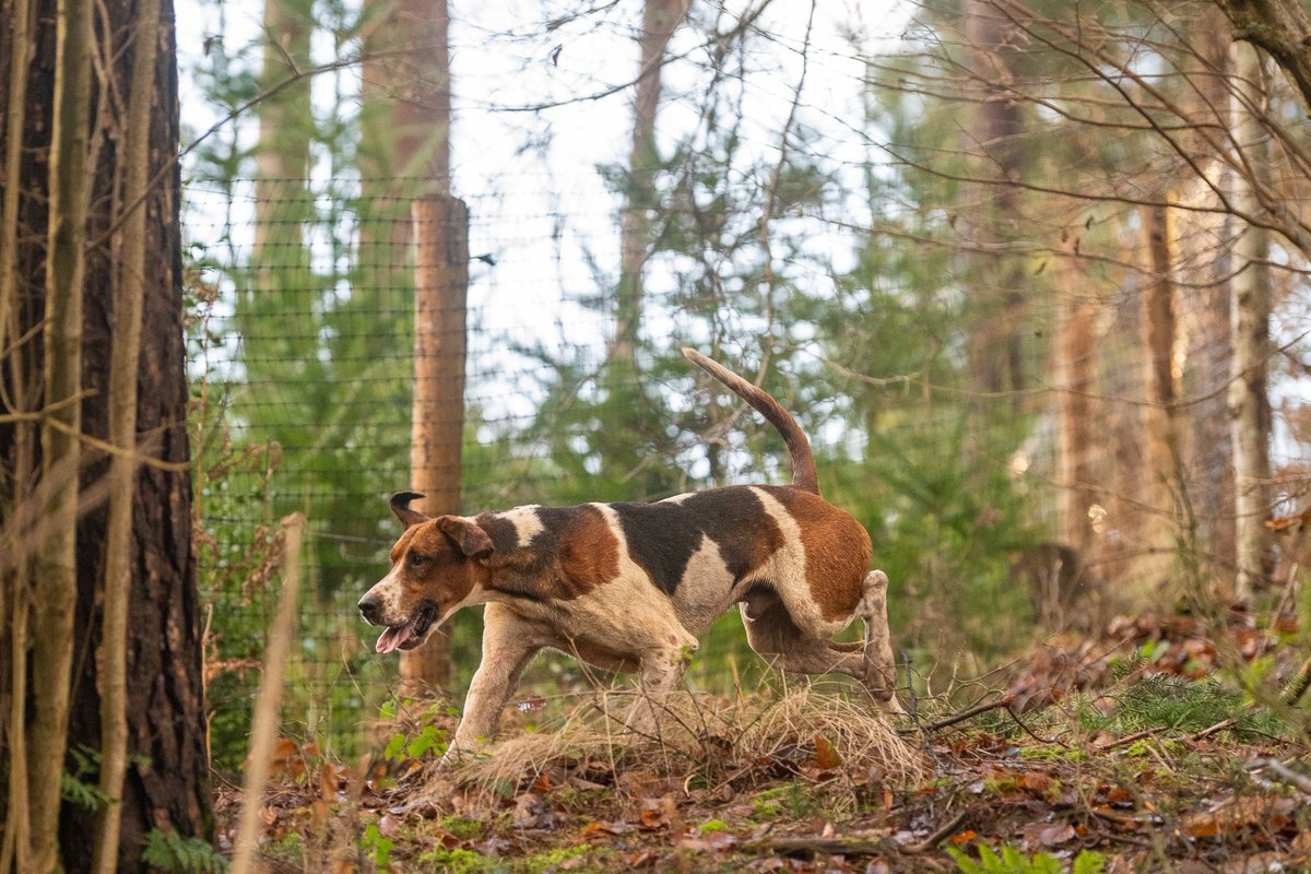 lurcherwork's tweet image. #foxhound #hunting #hound #horse #followhounds