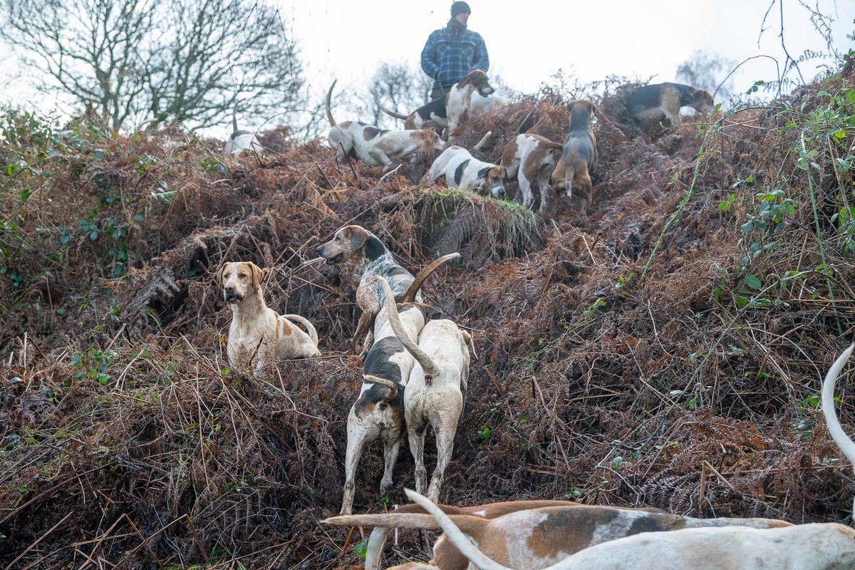 lurcherwork's tweet image. #foxhound #hunting #hound #horse #followhounds