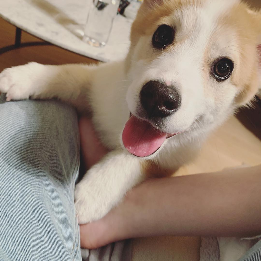 My friend's puppy is so cute that it makes my heart melt.🥰🥰🥰🥰🥰