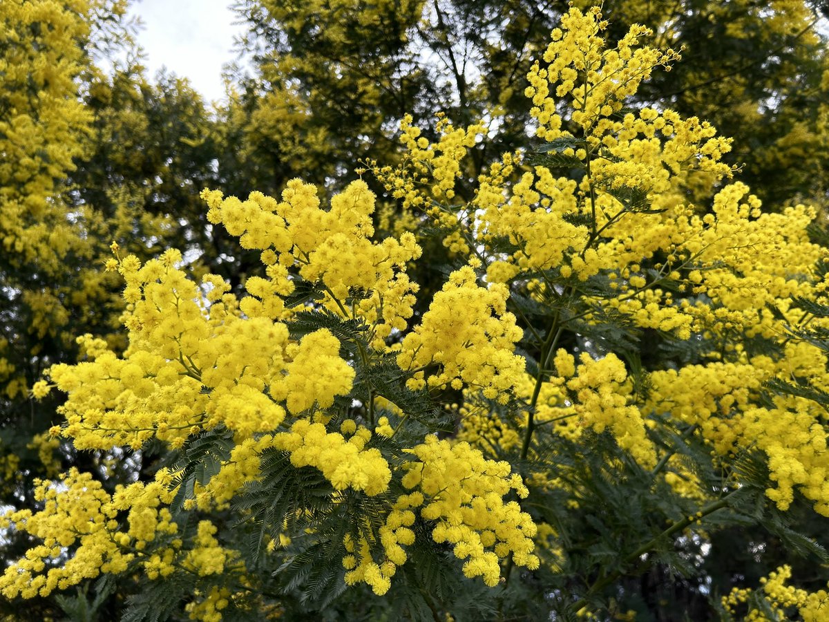 NatĂ lia Torrent đ (@ntorren3) on Twitter photo Arbres florits!! đžđŒ
#espolla <a href="/EmpordaLovers/">EmpordĂ  Lovers</a> <a href="/gemmapuigf/">Gemma Puig Feliu</a> <a href="/nestor_meteo/">NĂ©stor GĂłmez</a> <a href="/alcantara_alb/">Alberto AlcĂĄntara</a> <a href="/AlfredRPico/">Alfred RodrĂguez PicĂł</a> <a href="/TomasMolinaB/">TomĂ s Molina</a> <a href="/Monica_Usart/">MĂČnica Usart</a> <a href="/jjanue/">Jofre JanuĂ© @jjanue.bsky.social</a> <a href="/SergiLoras/">Sergi Loras</a> <a href="/SoniaPapell/">SĂČnia Papell</a> <a href="/Cat_Meteo/">Catalunya MĂ©teo</a>  <a href="/eltempsTV3/">El temps</a> <a href="/linformatiu_tve/">LâInformatiu</a> <a href="/eloicordomi/">Eloi CordomĂ Montoya</a> <a href="/MeteoEmporda/">Meteo EmpordĂ </a> <a href="/enricagud/">enric agud đ</a> Arbres florits!! đžđŒ
#espolla <a href="/EmpordaLovers/">EmpordĂ  Lovers</a> <a href="/gemmapuigf/">Gemma Puig Feliu</a> <a href="/nestor_meteo/">NĂ©stor GĂłmez</a> <a href="/alcantara_alb/">Alberto AlcĂĄntara</a> <a href="/AlfredRPico/">Alfred RodrĂguez PicĂł</a> <a href="/TomasMolinaB/">TomĂ s Molina</a> <a href="/Monica_Usart/">MĂČnica Usart</a> <a href="/jjanue/">Jofre JanuĂ© @jjanue.bsky.social</a> <a href="/SergiLoras/">Sergi Loras</a> <a href="/SoniaPapell/">SĂČnia Papell</a> <a href="/Cat_Meteo/">Catalunya MĂ©teo</a>  <a href="/eltempsTV3/">El temps</a> <a href="/linformatiu_tve/">LâInformatiu</a> <a href="/eloicordomi/">Eloi CordomĂ Montoya</a> <a href="/MeteoEmporda/">Meteo EmpordĂ </a> <a href="/enricagud/">enric agud đ</a>
