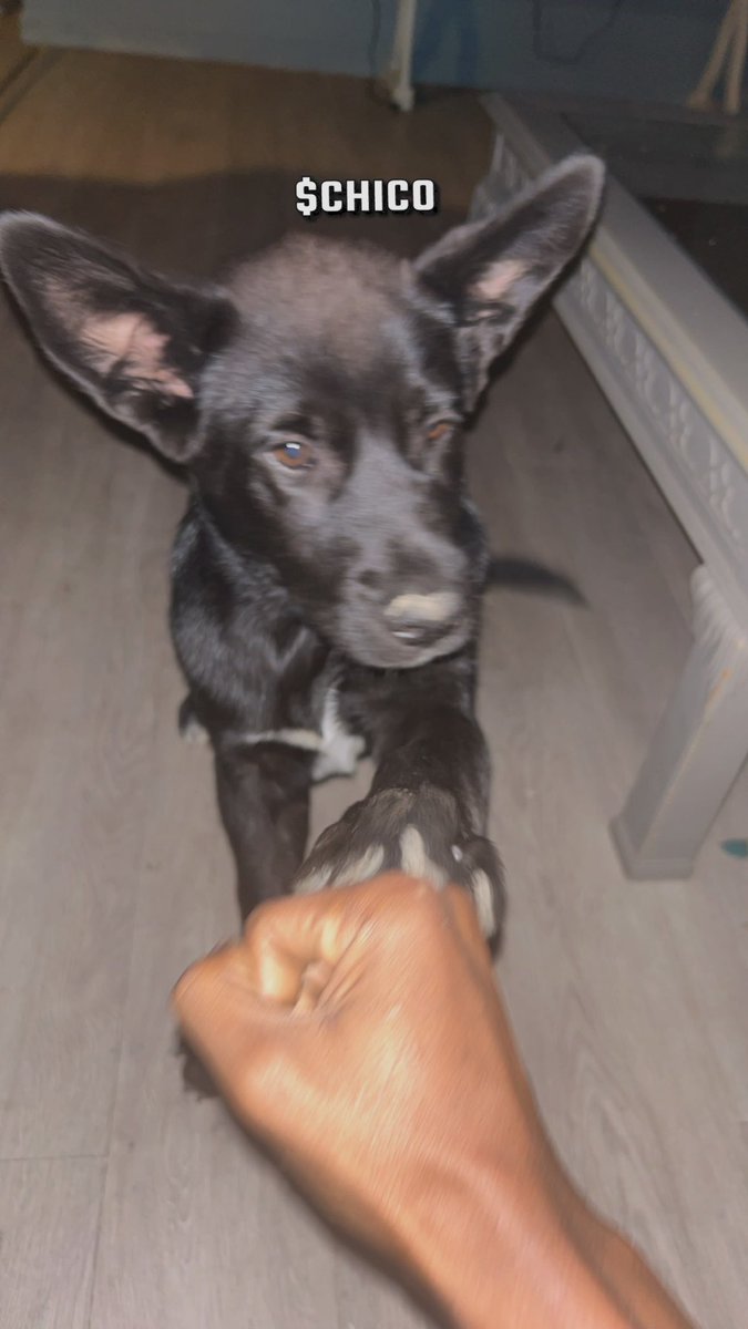 ChicoOnSol's tweet photo. @alqsyy Here’s Something🔥

$CHICO : The DOG of TMET 

💯Long term project 🫱🏾‍🫲🏿

🫡Hold the floor for me boss👏🏾

GEdqCquBoYrLZpT7LT1rusjpy64nvNsRoRLZQrDVmoon https://t.co/TsuSLVaMDS
