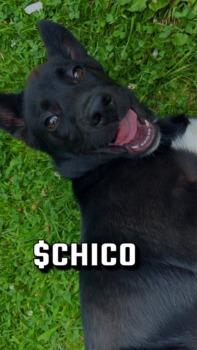 ChicoOnSol's tweet photo. @binance $CHICO IS ON THE WAY to @binance 

Let $CHICO be The GUARD DOG OF BINANCE 🫡

HIRE ME. #Binance #Chico https://t.co/gYwunZ6VLc