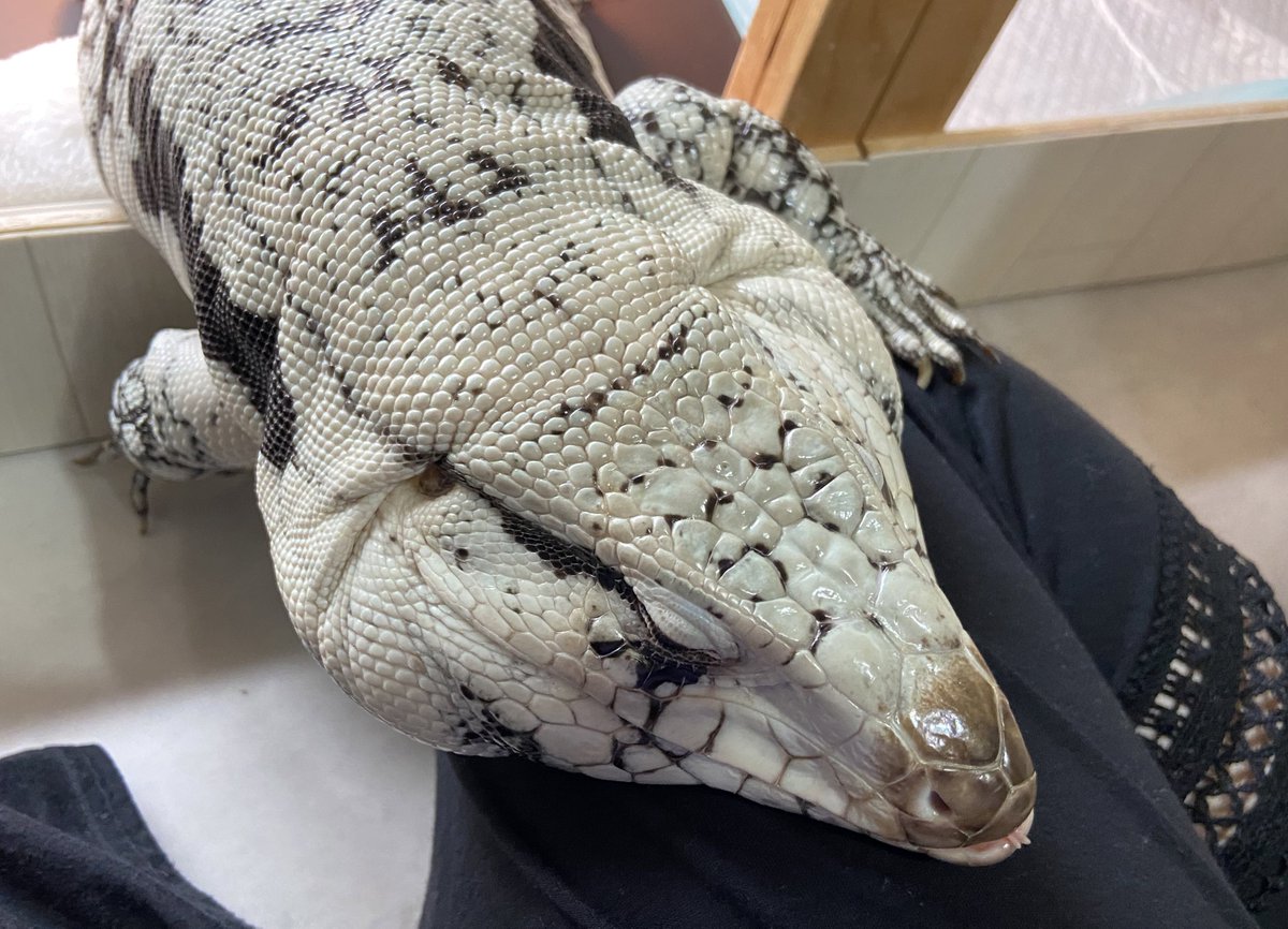 ashley_lizard's tweet image. かいぬしー！して来るよしやくん

鼻先で飼い主の腹肉をぐりぐりしていました…
うん分かるよ、蜥蜴はふわふわした感触が好きだもんね…😭