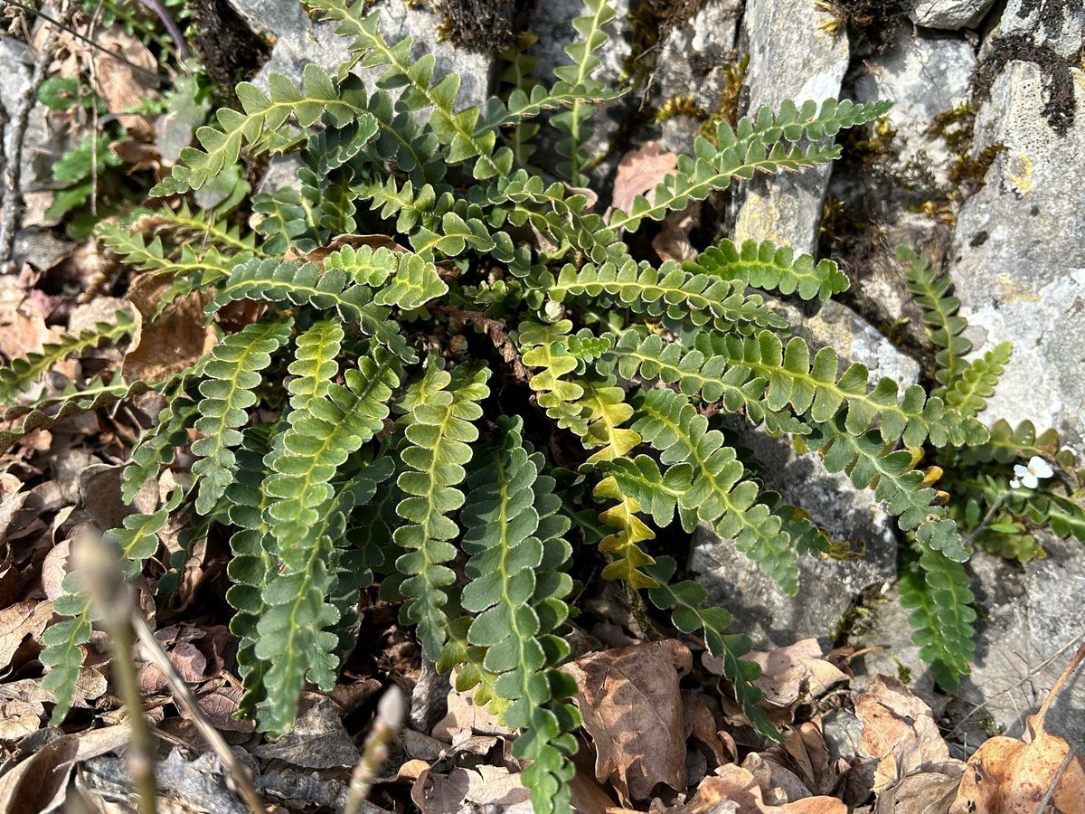 DanicaMacanga's tweet image. The rustyback #fern, #Asplenium ceterach L., family #Aspleniaceae. Why do many marriages end in divorce? In common life, many show their true features, spouses change, they are not who they pretend to be. You are left to live with a stranger or move away for peace to #survive.