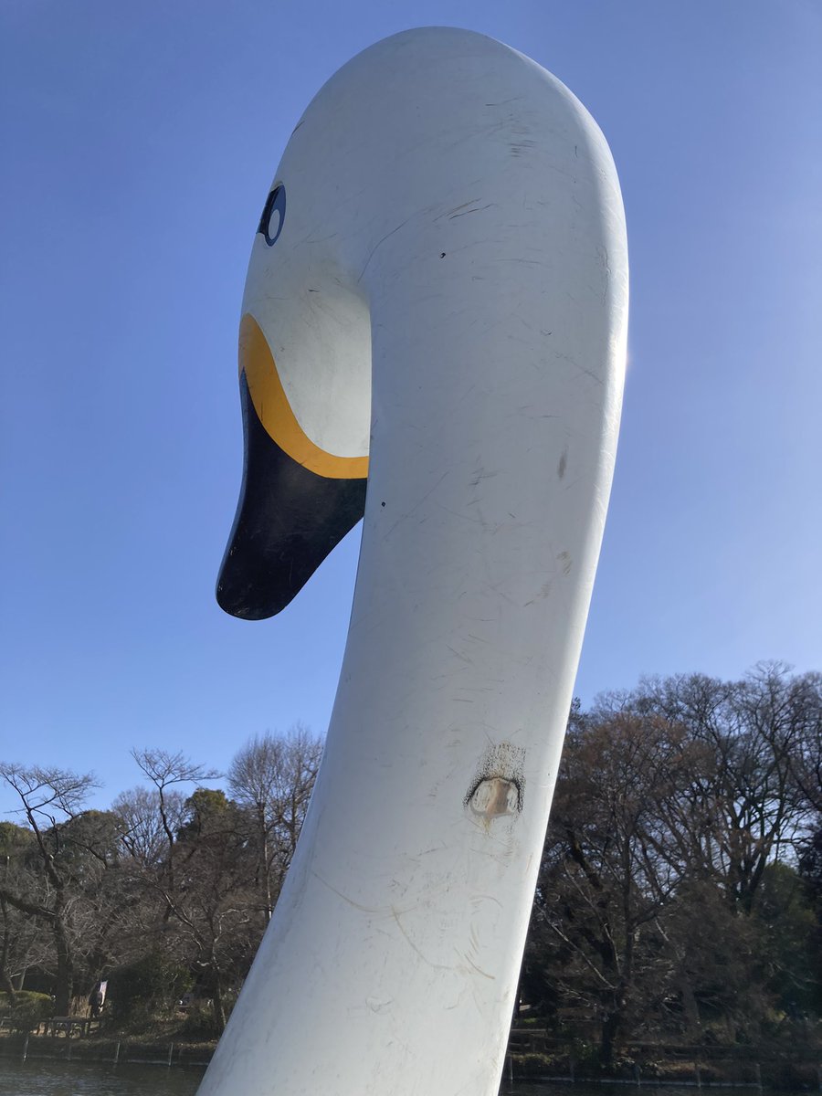 UMYR001's tweet photo. 息子と家にいても喧嘩になるだけなのでお出かけ。スワンボート30分〜極寒💦芯まで冷えた😓でも息子も足伸ばして漕げるようになってて成長も感じた😊そんな休日。 https://t.co/FSHWJdtlqj