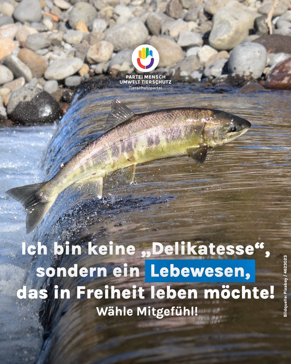 Ich bin keine "Delikatesse", sondern ein Lebewesen, das in Freiheit leben möchte!

Schau in unser Wahlprogramm auf unserer Webseite und wähle Mitgefühl! 💚