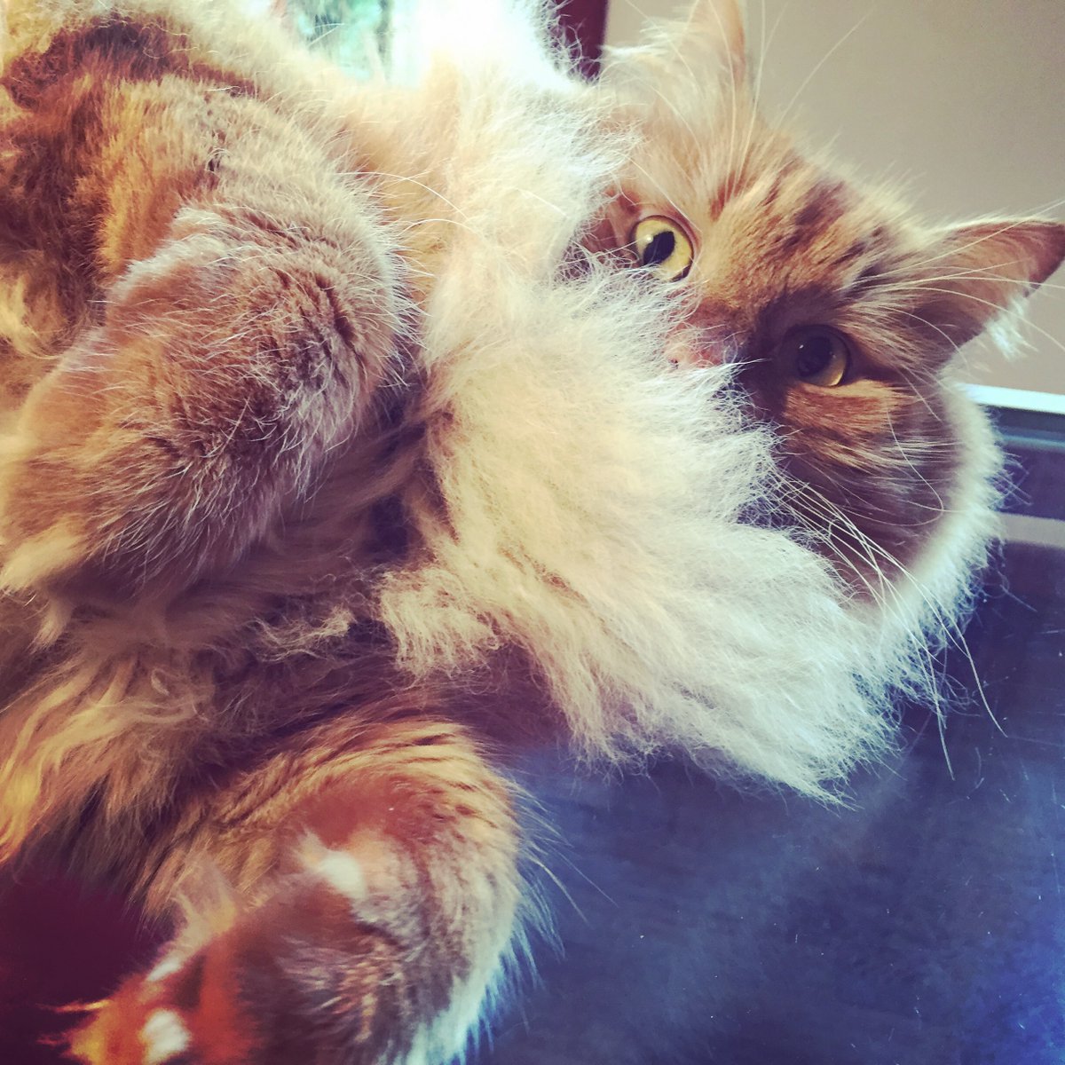 The new <a href="/MistralAI/">Mistral AI</a> Le Chat seems to work pretty well - and is super fast! 🚀... my Norwegian forest cat Figaro (my favourite CAT tool 😁 ) couldn't believe his eyes! 🙀
Go, Le Chat, go! 
#artificalintelligence  #translation #technology