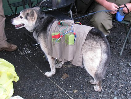 似たようなイッヌなら、以前見た >RP 