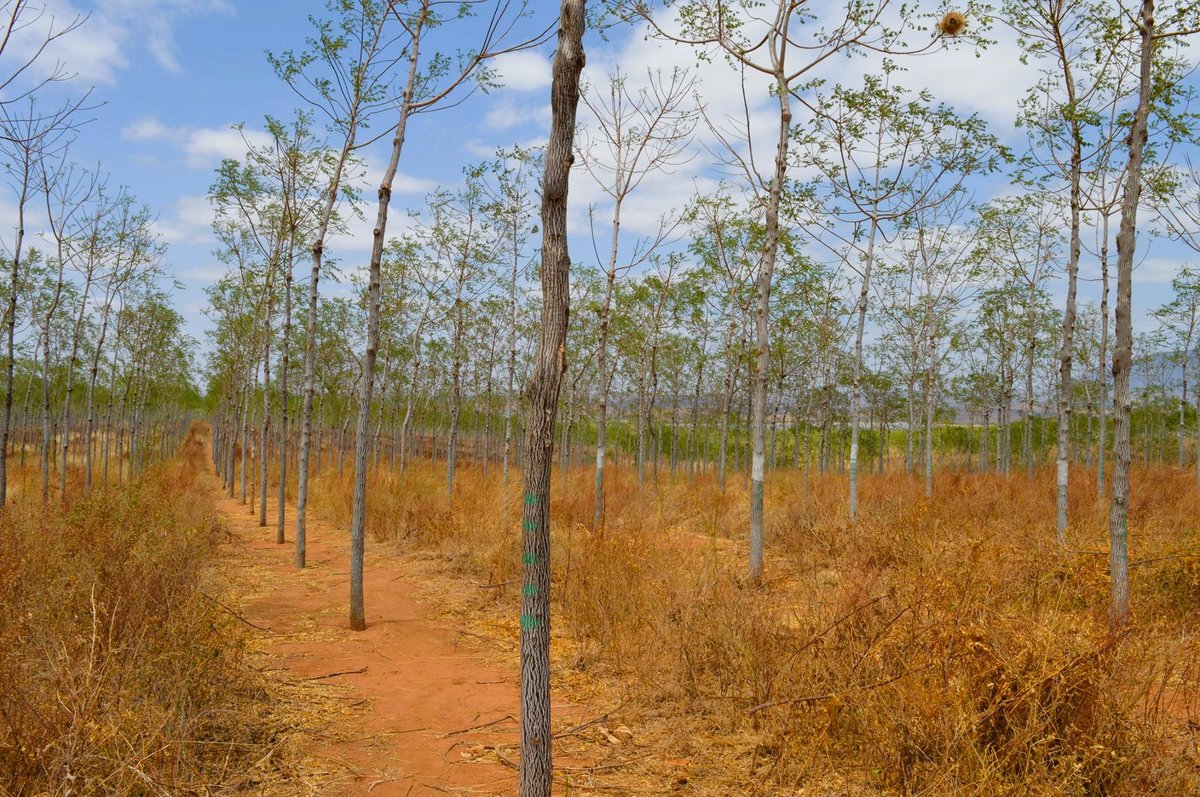 BetterglobeF's tweet photo. Growing a Greener Future: Melia volkensii thrives at Better Globe Forestry plantations! This resilient, fast-growing tree is transforming arid landscapes while supporting sustainable forestry in Africa. #MeliaVolkensii #SustainableForestry #BetterGlobeForestry #GreeningAfrica https://t.co/iQBVYXSzzc