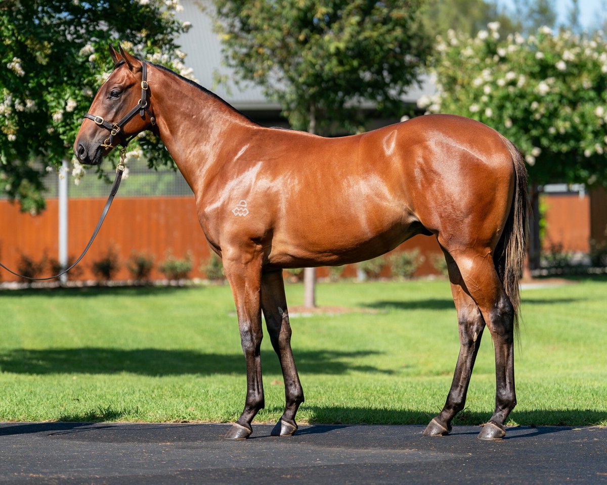Vahala Racing Stables (@vahala_racing) on Twitter photo A successful Day 3 at the <a href="/inglis_sales/">Inglis</a> Classic!
Lot 563: Hellbent x Raging Queen <a href="/yarramanpark/">Yarraman Park Stud</a>
Lot 576: Cosmic Force x Reeh
Lot 584: Frosted x Rock Dove
Lot 696: Snitzel x Sultry Dreamer <a href="/ArrowfieldStud/">Arrowfield Stud</a>
Cant wait to get them to the West and racing <a href="/PerthRacing/">Perth Racing</a> ! A successful Day 3 at the <a href="/inglis_sales/">Inglis</a> Classic!
Lot 563: Hellbent x Raging Queen <a href="/yarramanpark/">Yarraman Park Stud</a>
Lot 576: Cosmic Force x Reeh
Lot 584: Frosted x Rock Dove
Lot 696: Snitzel x Sultry Dreamer <a href="/ArrowfieldStud/">Arrowfield Stud</a>
Cant wait to get them to the West and racing <a href="/PerthRacing/">Perth Racing</a> !