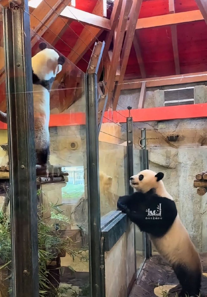 kate68_102's tweet image. So sweet of Jinxi and Zhuyu at Madrid Zoo, Spain.