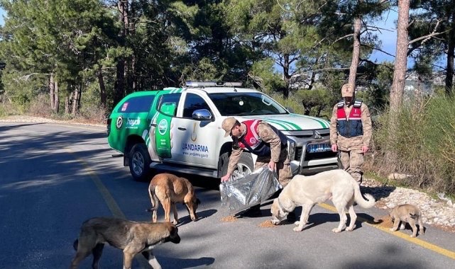 Dağ yolunda, şerit değiştirmenin yasak olduğu yerde,  şeridin ortasına köpek yemi döken Jandarma ne yaptığının farkında mı?
Bu garabeti kim nasıl açıklayabilir?
Belki de bir ailenin yok olmasına sebep oldular. 
Polisin/jandarmanın hatta belediyenin işi it besiciliği olamaz!