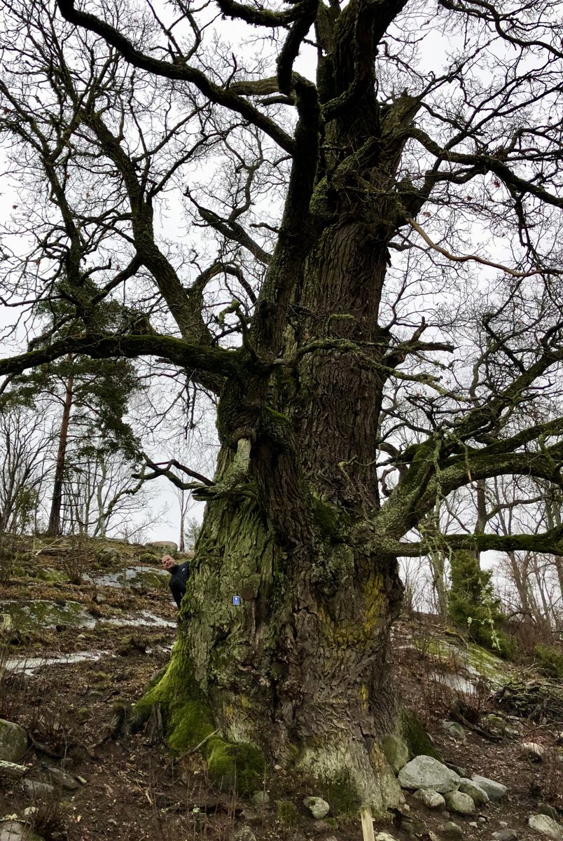 - Ministry of Swedish Oaks 🇸🇪 - tweet media