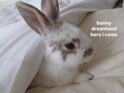 Bunnies's tweet photo. https://t.co/910k26pgKJ