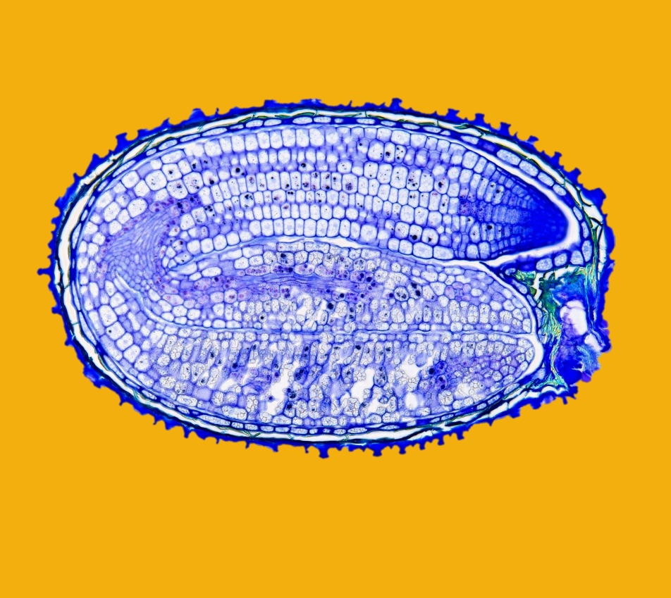 Congratulations #LuisLopezMolina's group for your latest publication in <a href="/pnas/">pnas</a> : Temperature-dependent polar lignification of a seed coat #suberin layer promoting #dormancy in Arabidopsis thaliana pnas.org/doi/10.1073/pn… <a href="/sciences_UNIGE/">Faculty of Science | UNIGE</a> <a href="/unige_en/">UNIGE_en</a>