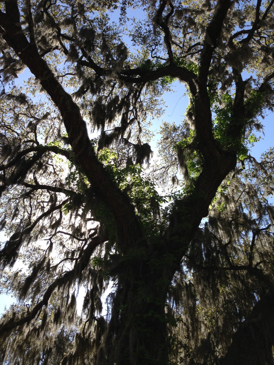C2_5D's tweet photo. “Southern trEE5 hbC2ub84” https://t.co/JKjNj8Lyqe