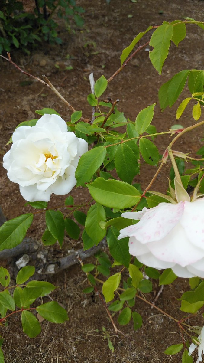 箸休め２🌹薔薇🌹
take a break-2🌹beautiful rose🌹
