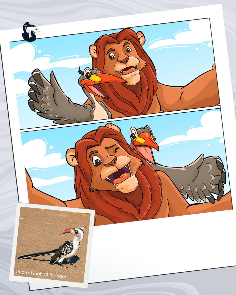 📸✨ Meet Zazu, the real-life inspiration behind The Lion King! 🦜

Zazu is a Red-billed Hornbill, a stunning African bird that thrives in the wild—not as a pet! Let’s protect their habitats and keep wildlife wild. 🌿✨

#IUCNHornbills #RedBilledHornbill #LoveHornbillsDay