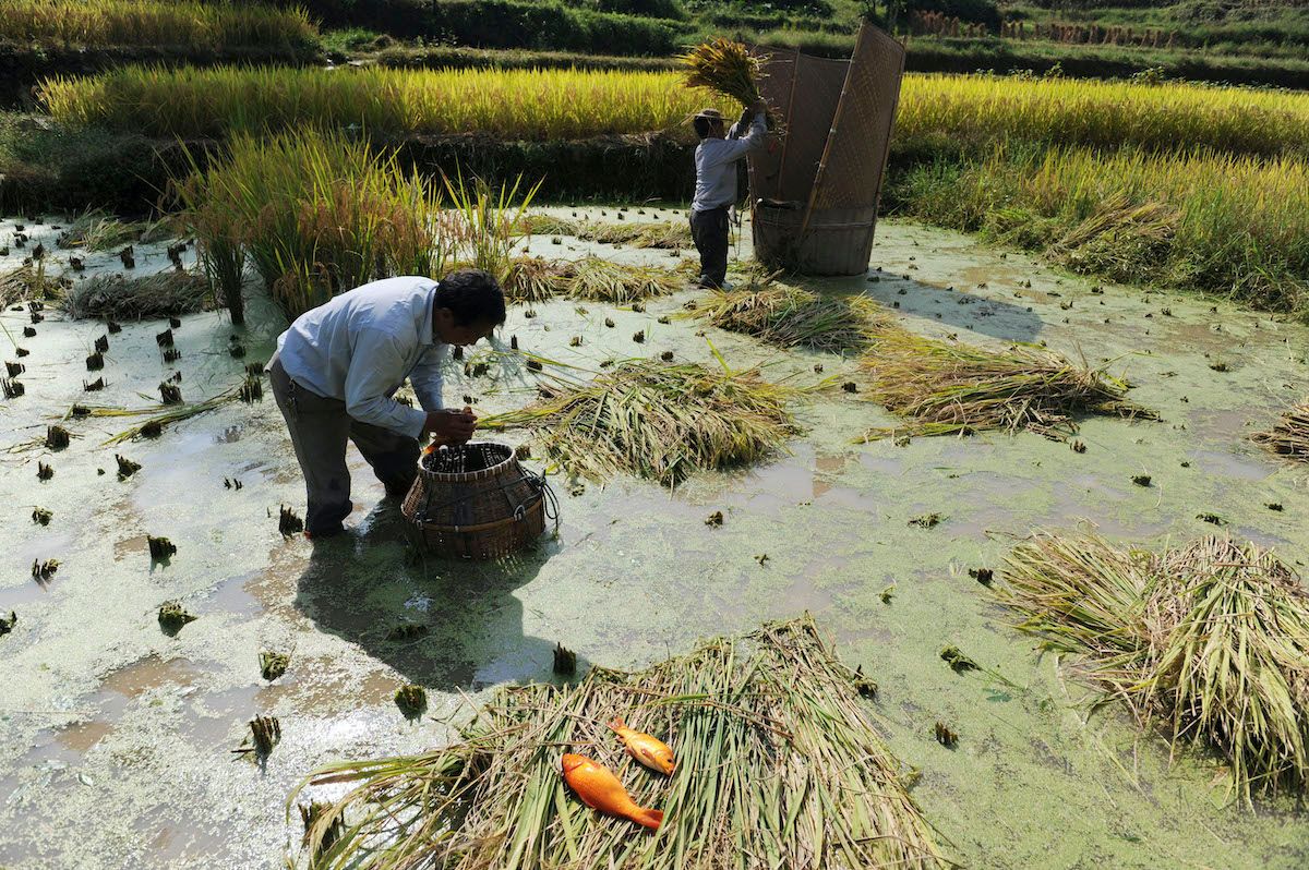 Man vet att risplantans rötter bidrar till metanutsläppen från risodlingar. Nu har svenska och kinesiska forskare löst gåtan hur ett nytt ris kan odlas fram som minskar metanet med uppemot 70 procent. buff.ly/4jVEcTi