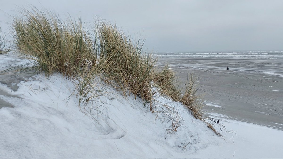 HettieZurMuhlen's tweet photo. Koning(in) Winter 🕺🥶😃
#Ameland #sneeuw #duin #haardvuur 🫖🍵 https://t.co/pHFUWWPM7y