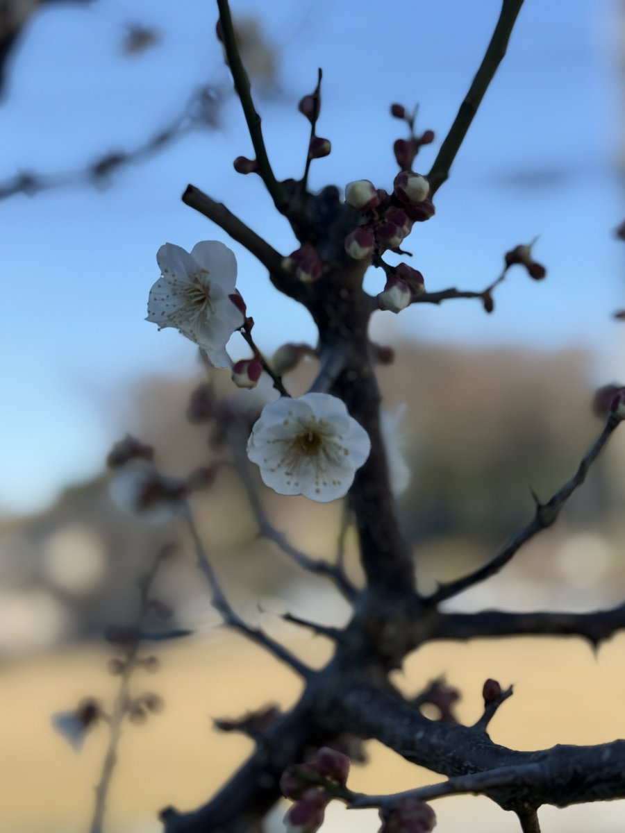 海老名市内
梅が咲き始めていますね🥰
