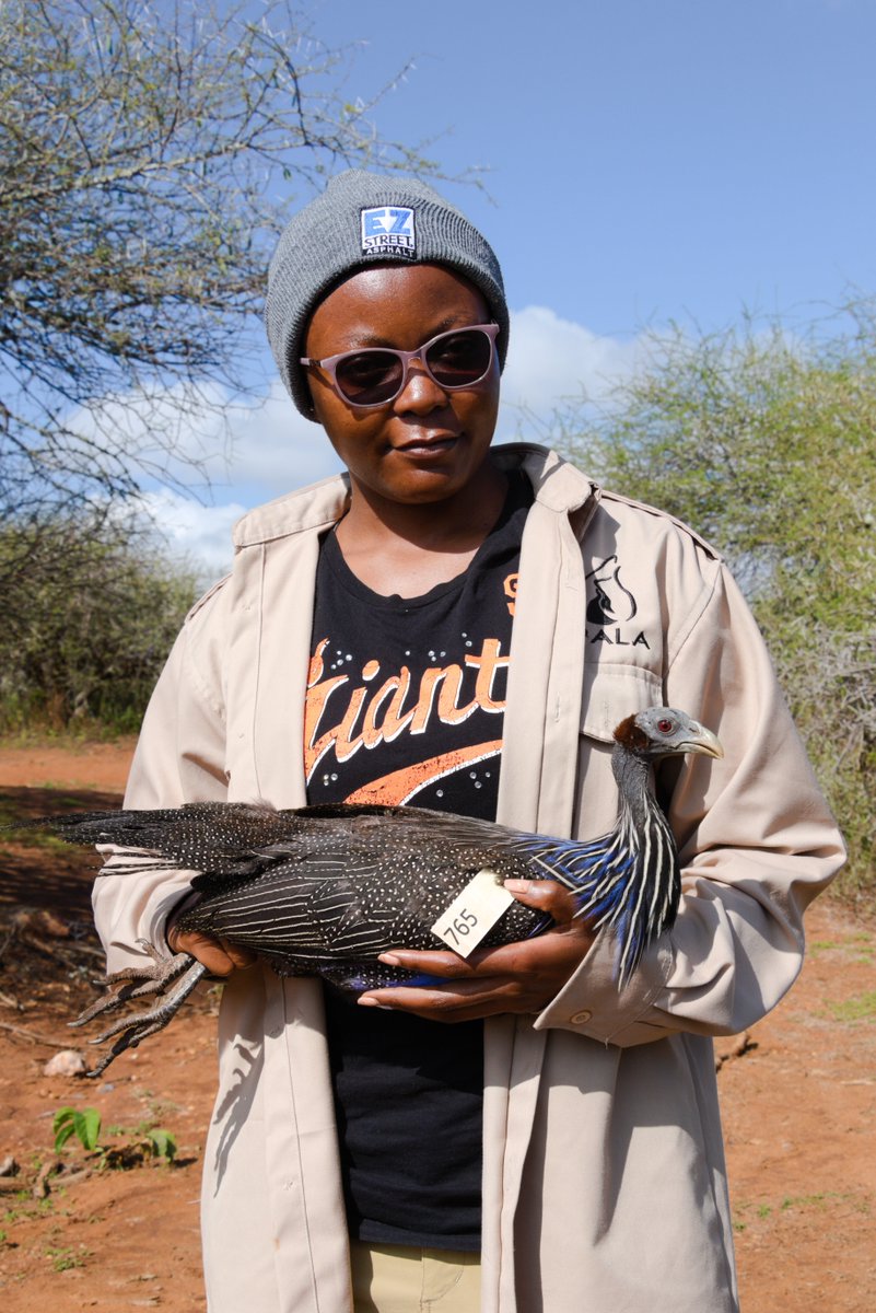 Mpala Research Centre / @mpalarc.bsky.social tweet media