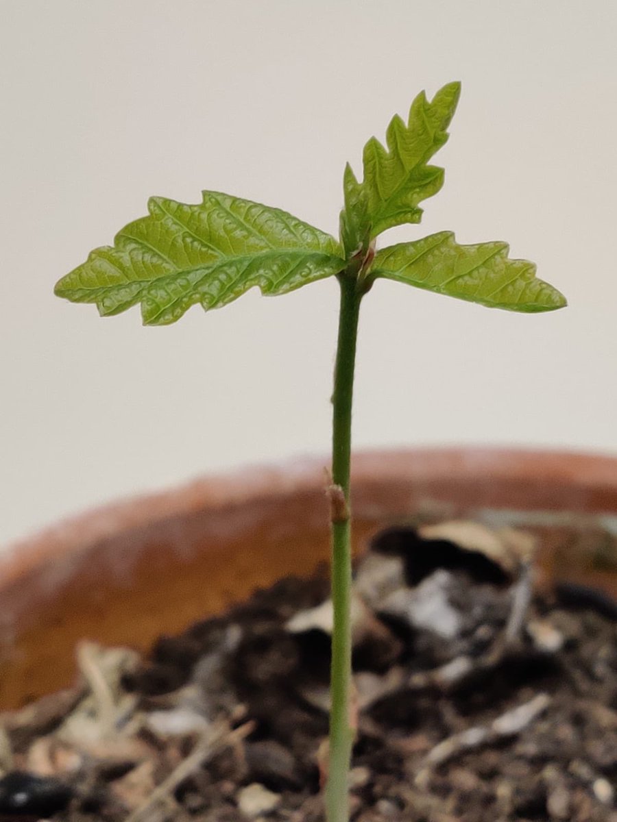 TheKentAcorn's tweet photo. Ta-Dah! 😊🌱 https://t.co/BMHe3A0MLk
