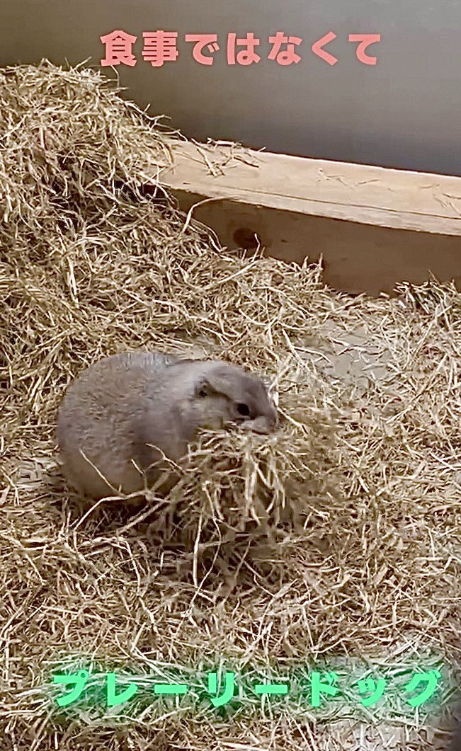 kumamotocityzoo's tweet photo. YouTube(ズーチャンネル)
ショート動画更新しました✨

食事じゃないとしたら…なんだろう🤔
のぞいてみてください♪
↓
https://t.co/anJt7wBcB7

#熊本市動植物園
#ZooChannel
#プレーリードッグ https://t.co/ya4FhqEZM7