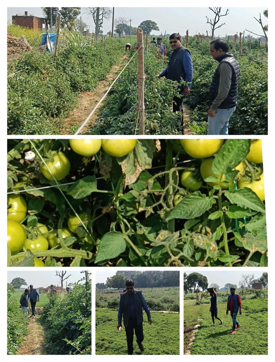 उप कृषि निदेशक,प्रयागराज द्वारा ग्राम टिकरी उपहार,ब्लॉक भगवतपुर में जैविक खेती की फसलों का निरीक्षण।<a href="/spshahibjp/">Surya Pratap Shahi</a> <a href="/BaldevAulakh/">Baldev Singh Aulakh</a>