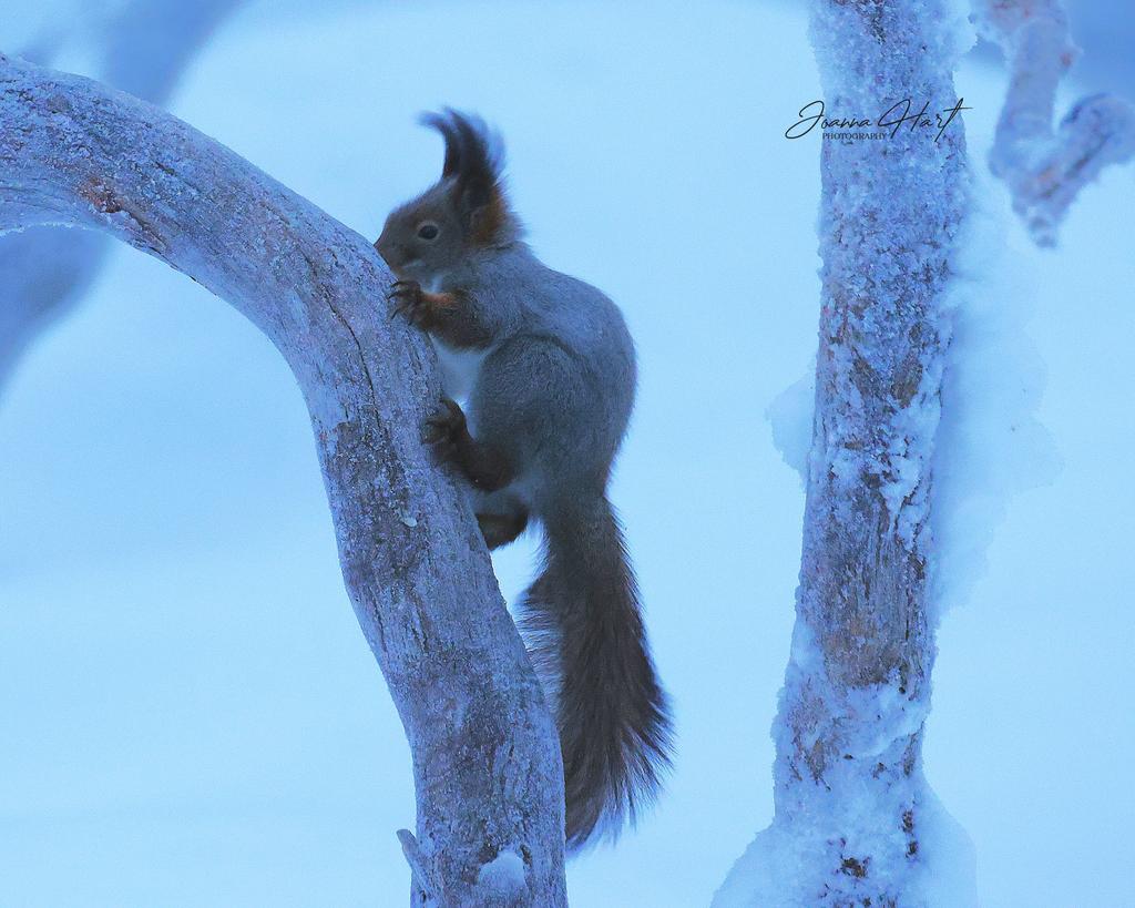 Eekhoorn zit te koukleumen denk ik 😀