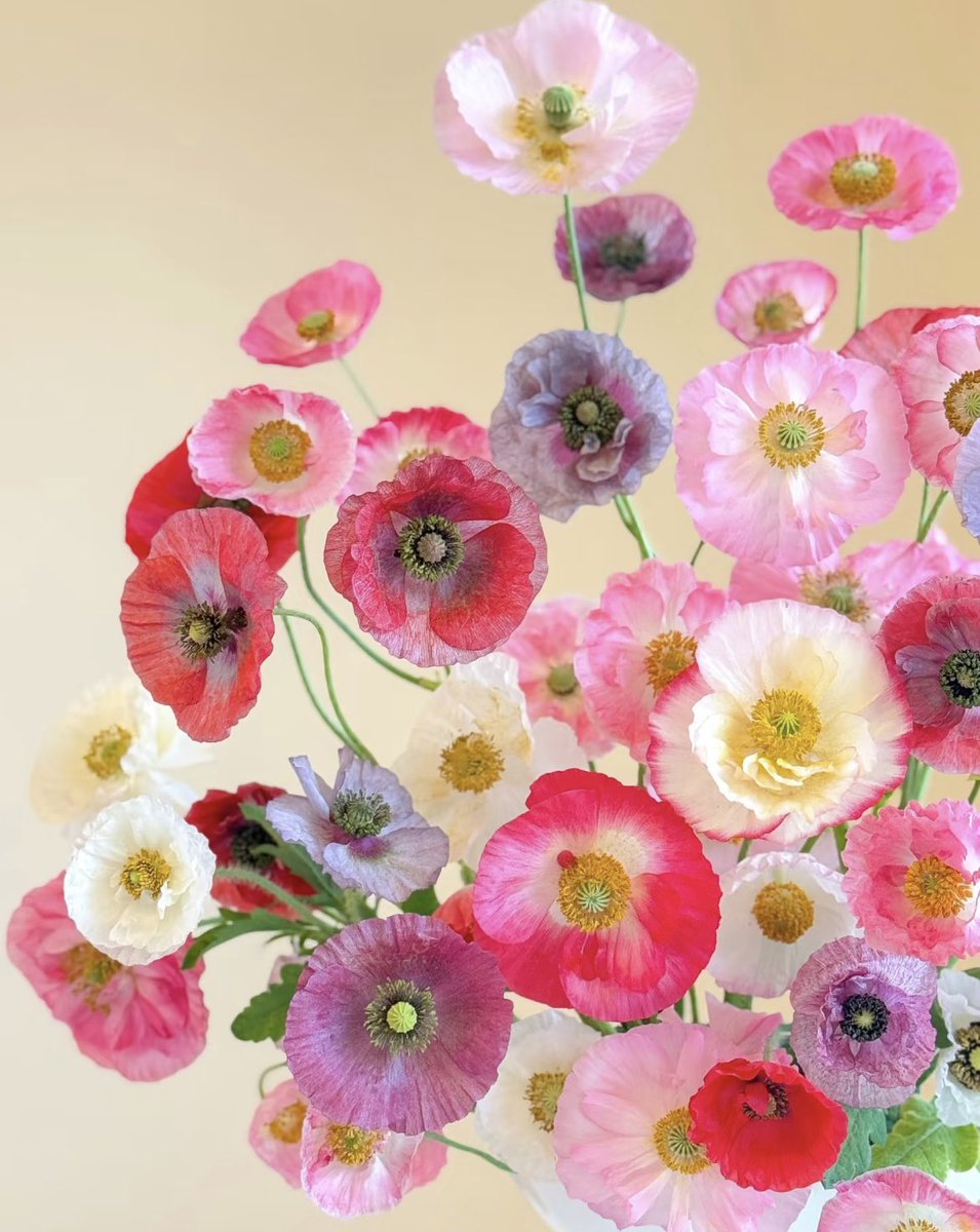 PeyzajBitkileriKitap (@peyzajbitkileri) on Twitter photo 