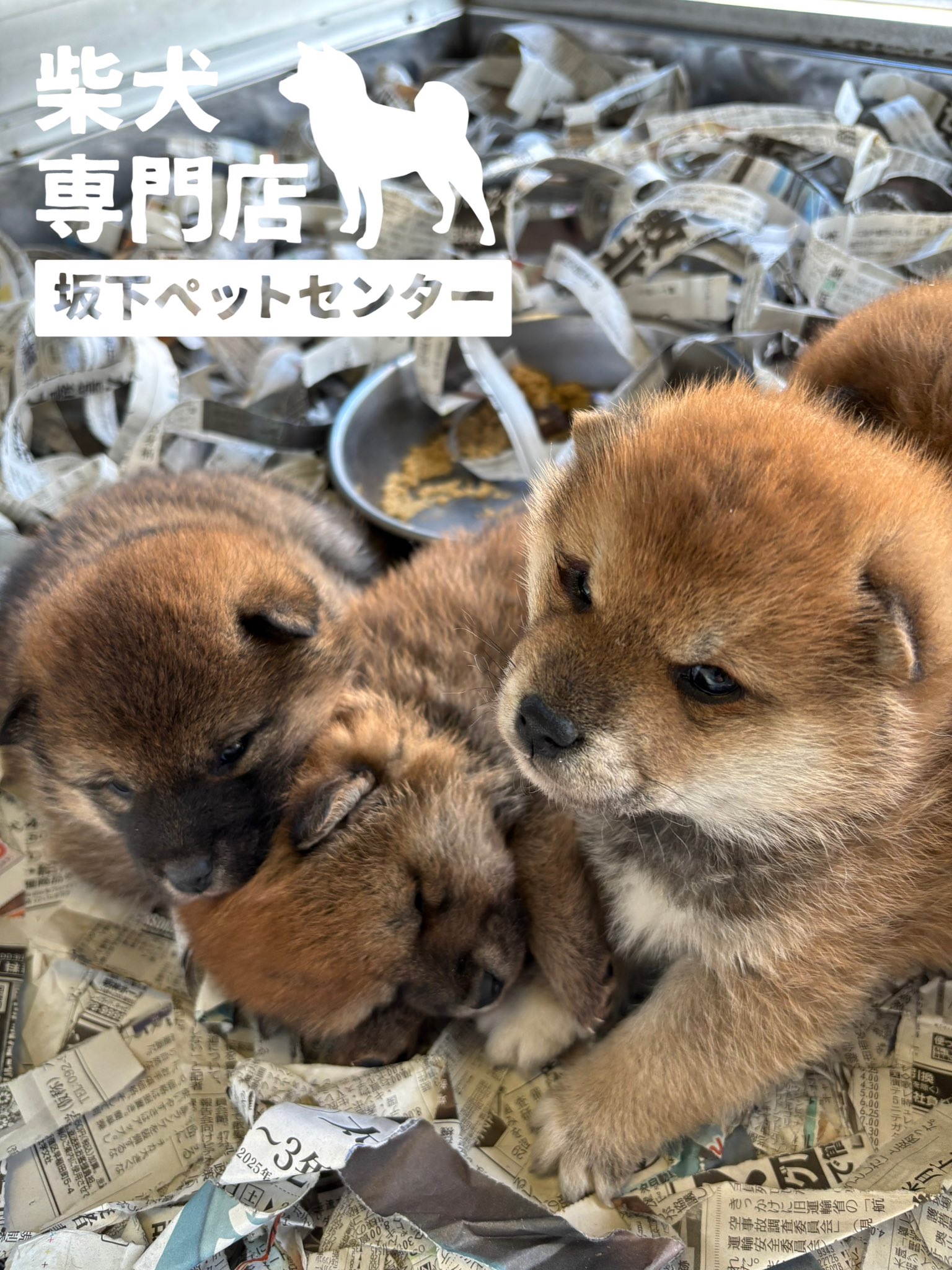 柴犬専門店 横浜【自家繁殖】 on X: 