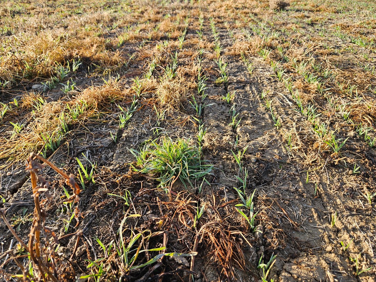 ⚠️DAVANT LA PRESÈNCIA D'ESCALDABOQUES (Bromus sp.) RESISTENT A GLIFOSAT EN EXTENSIUS EN SEMBRA DIRECTA CAL EVITAR-NE LA SEVA EXPANSIÓ 

▶️extensius.cat/2025/01/30/pos…