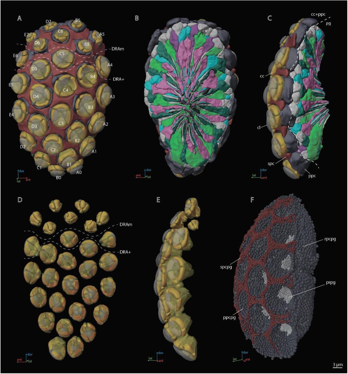 schilthuizen's tweet photo. Small is beautiful!
In a new pre-print in eLife, a team led by @AlexeyPolilov do the first-ever 3d electron-microscopic analysis of a miniaturized eye: the 29-lens compound eye of a 0.2-mm-long parasitic wasp!
https://t.co/M0SzJw5W52 https://t.co/2Vq5mkRqAu