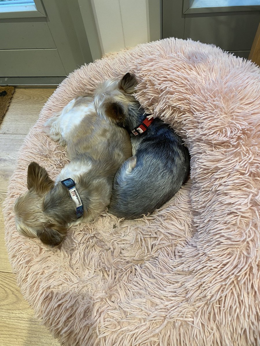 TwoTerrierists's tweet photo. My very own yin and Yang … https://t.co/NUyD9RPGLm