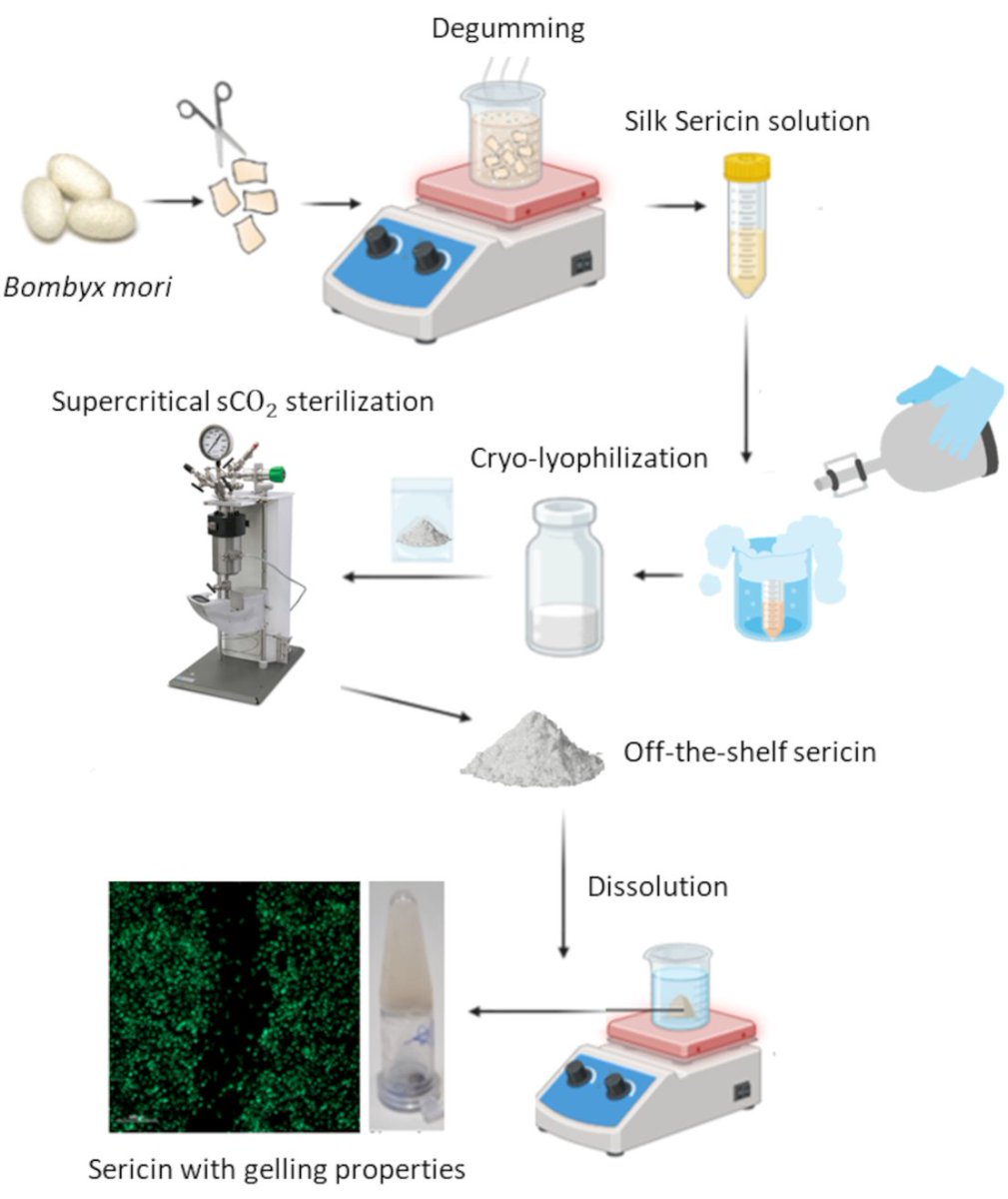 Innovative Processing and Sterilization Techniques to Unlock the Potential of Silk Sericin for Biomedical Applications -  biomateriales.ictp.csic.es/en/2025/02/11/… 
@CIBERBBN <a href="/CIBER_ISCIII/">CIBER ISCIII</a> <a href="/ictp_promocion/">ICTP-CSIC</a> <a href="/CSICdivulga/">CSIC Divulga</a> <a href="/ucccenquior/">CENQUIOR-CSIC</a> <a href="/susplast/">SusPlast-CSIC</a> <a href="/Nanomed_CSIC/">NanomedCSIC</a>