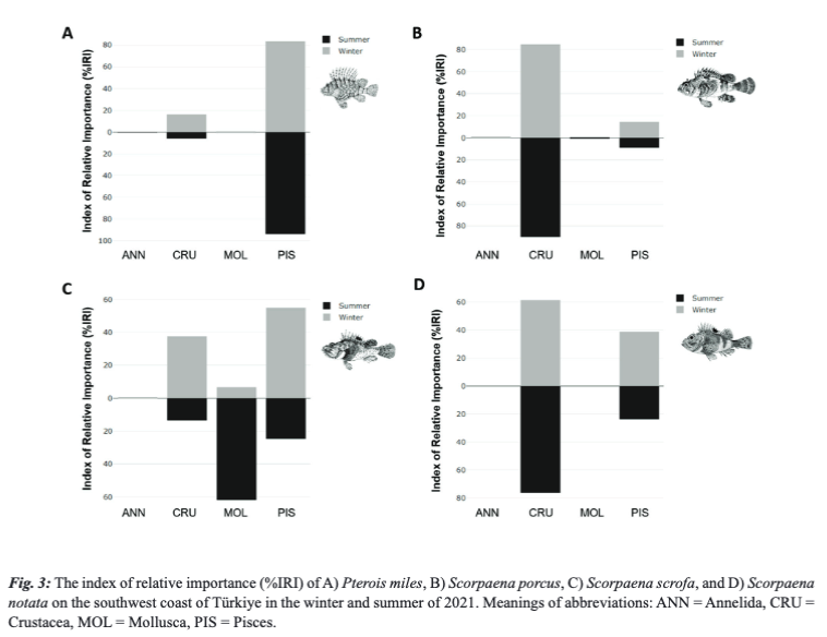 ÖNDES F, ÖZDEN U, GÜÇLÜSOY H et al. Comparative feeding habits of the invasive non-indigenous devil firefish Pterois miles and the indigenous scorpionfishes Scorpaena porcus, Scorpaena scrofa, and Scorpaena notata on the southwest coast of Türkiye doi.org/10.12681/mms.3…