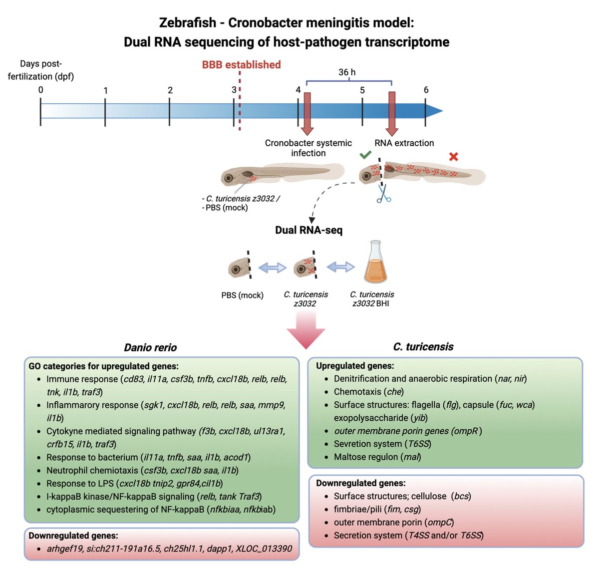 Food_Safety_UZH's tweet photo. New paper on #Cronobacter from our group just accepted in Microbial Pathogenesis. A dual transcriptomics approach provided a unique opportunity to create a comprehensive catalog of differentially expressed genes in the pathogen and the host (zebra fish model). Link will follow... https://t.co/GEYK6g1mxZ