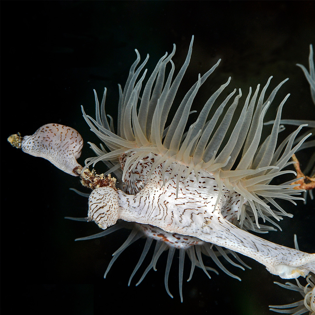 Sancia van der Meij considers the darker side of coral reef relationships in her 'Deadly Embrace' blog post: divedup.com/2025/01/06/cor…
#symbiosis #coralreef #marinebiology #coraltriangle