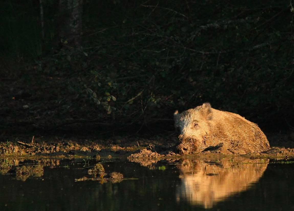 DansLaTraque's tweet photo. Moment de détente pour ce #sanglier 

#hunting #caza #cacciatore #jagd #jakt #chasse #hunter #chassetricolore #passionchasse #passionchien #chiencourant #chiendechasse #hunt #sanglier #wildboar by saint_hubert_photo https://t.co/Mw1HX24DIE