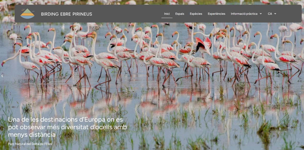 Neix la nova web de turisme ornitològic BIRDING EBRE PIRINEUS per posicionar aquest eix territorial, una de les destinacions d’Europa on es pot observar més diversitat d’ocells amb menys distància: fins a 250 espècies en un mateix viatge! 
👉 birdingebrepirineus.com