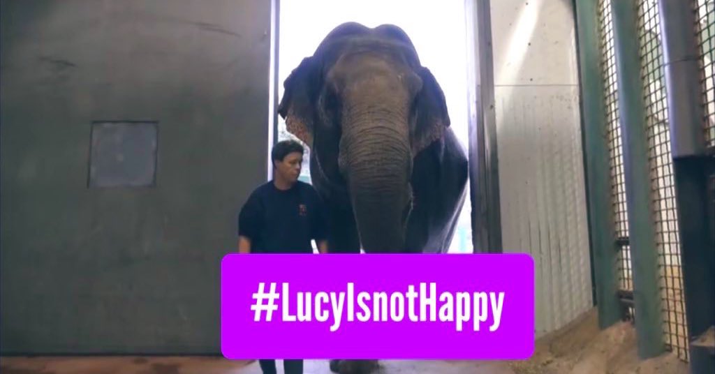 Zoos operate as businesses, prioritizing crowd-pleasing. 

#YegZoo should be exposed for its abhorrent practices towards #Lucy &amp; be expose for being ethically corrupt in their callous &amp; shameful treatment of the animals they have a responsibility to care for.

#Time2FreeLucy