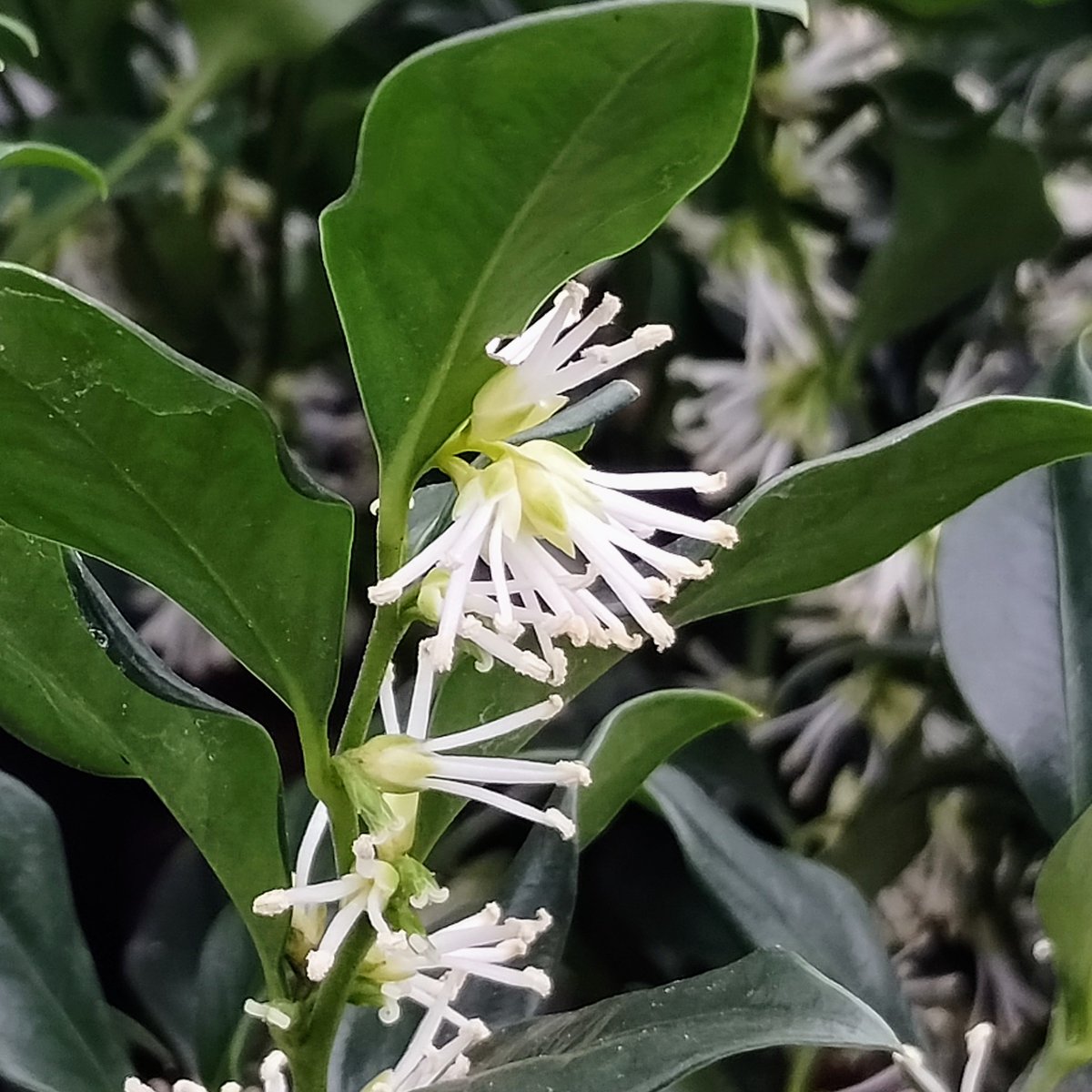 Almost forgot my yearly rant about how good Sarcococca confusa is! An evergreen shrub with very fragrant white flowers in Jan/Feb followed by black berries. What other plant gives so much at this time of year?
.
#sweetbox #christmasbox #fragrance #evergreen #shrub #wintercolour