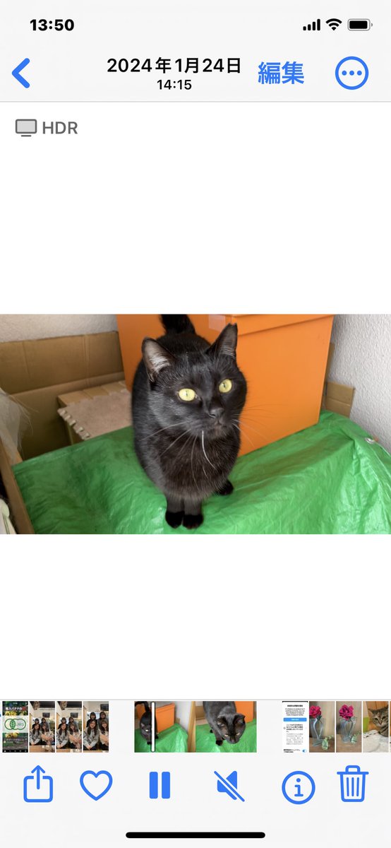 nukinyan0517's tweet photo. 【迷子の猫探してます】

岐阜県羽島市須賀付近で迷子の猫を探しています。
2025年1月24日から行方不明です。

・マメちゃん
・黒猫
・メス
・左耳がサクラ耳
・右側の髭が一本白い

首輪や迷子札はなく、外飼いです。
心当たりがあれば連絡頂けると幸いです🙇‍♀️

#迷い猫　#迷子猫 https://t.co/OS1DLejoyZ