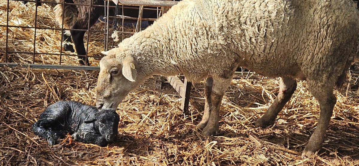 ישוב טלה אל חיק האם
ישכב בדיר וירדם
והכבשה תישק אותו
והיא תקרא אותו בשם

(לאה גולדברג)

רגע אחרי אחרי ההמלטה
אין כמו נשיקה של אמא
