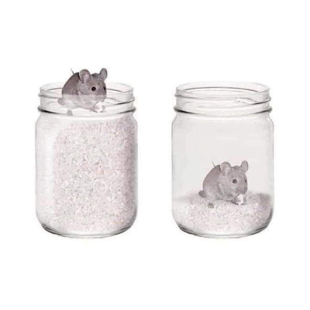 pavelmacek's tweet photo. A mouse was put at the top of a jar filled with grains. He was too happy to find so much of food around him. Now he doesn't need to run around searching for food and can happily lead his life.โฆ right?
#mouse #comfort #comfortablelife #ofmiceandmen https://t.co/NQiUq938un