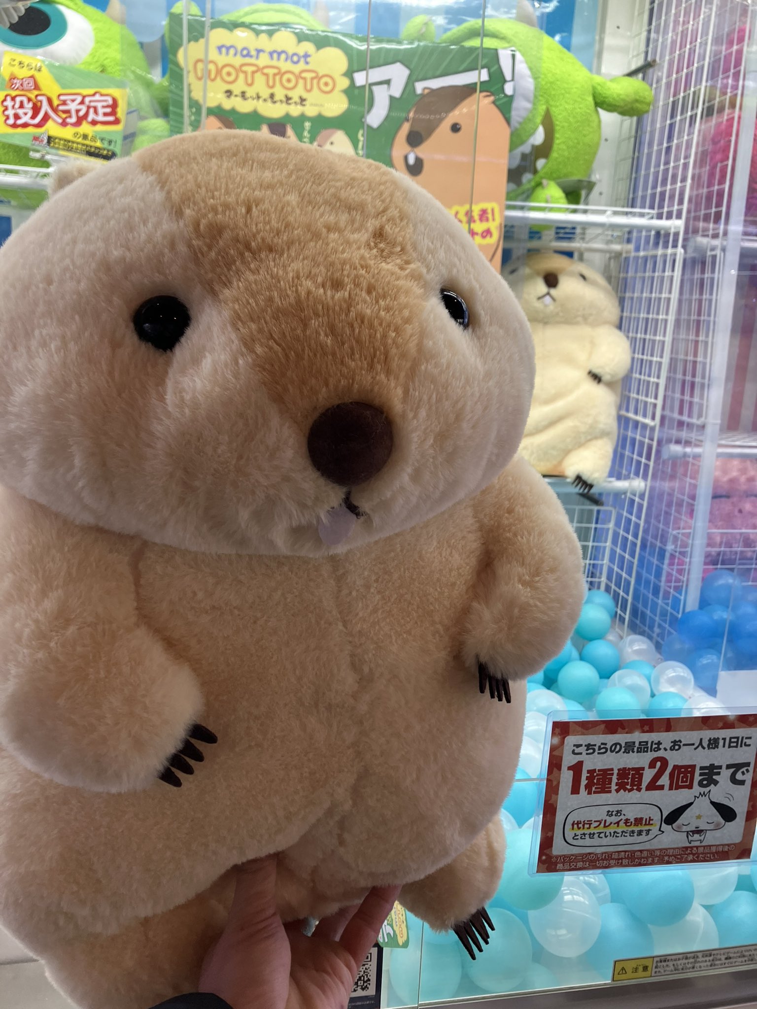 むちむちマーモットのぬいぐるみ　marmot マーモットのもっとっと むちむちマーモットのぬいぐるみ marmot マーモットのもっとっと