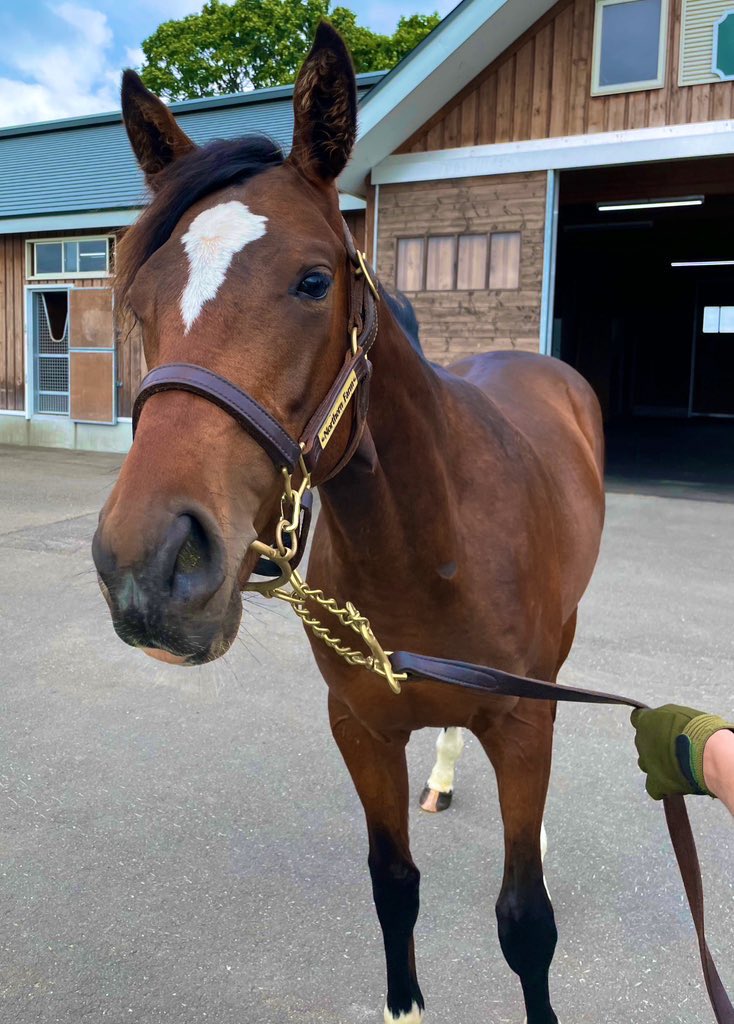 フォロワーさんが増えたらやりたい事があって…ちょっと聞いてください🙏

このめっちゃ可愛い仔🐴
父サトノダイヤモンド
母ハーレクイーン
今年デビュー予定の1億円牡馬です✨

実はオーナーにお願いして…

命名権をいただきました！😆